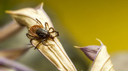 Sezóna kliešťov vrcholí, prenášajú aj novú boréliu
