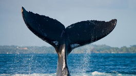 Záhadný sibírsky Stonehenge – Aleja veľrybích kostí – svätyňa či bitúnok?