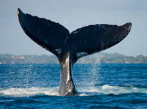 Pri brehoch Chorvátska sa objavila veľryba,...