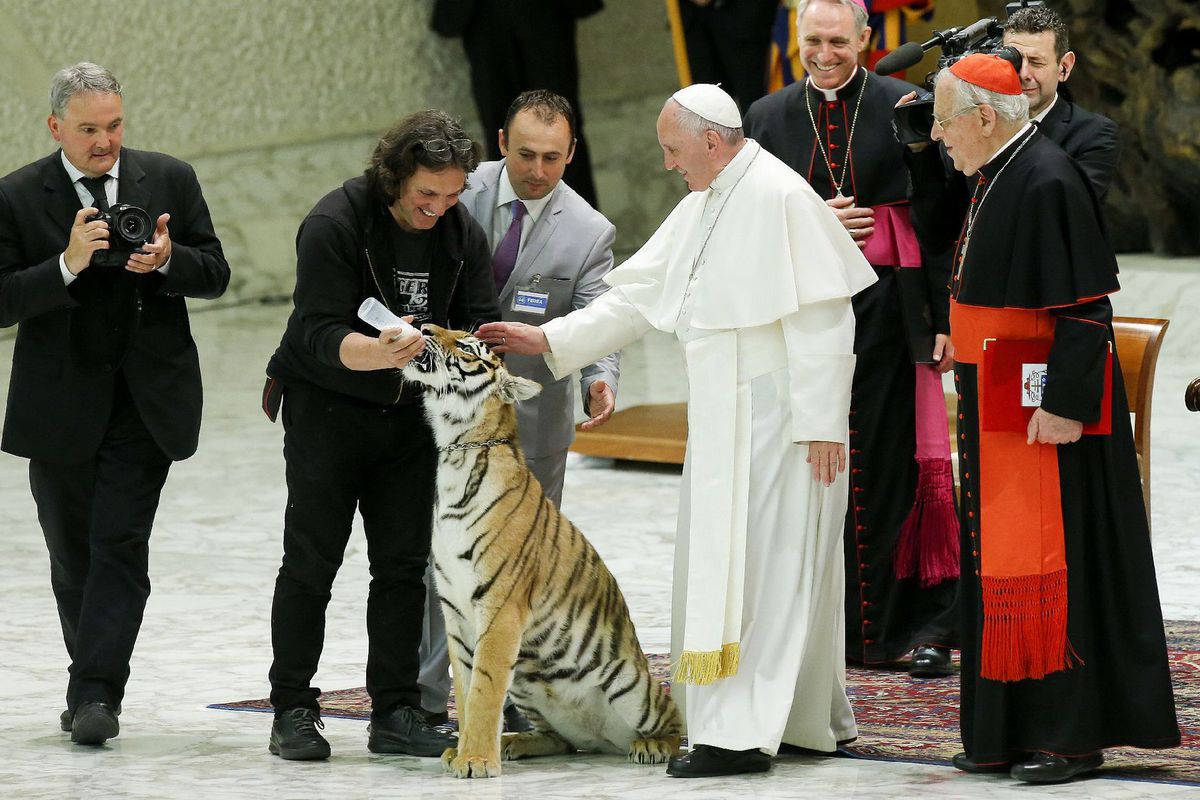 Vatikán, pápež, tiger, Aula Pavla VI.