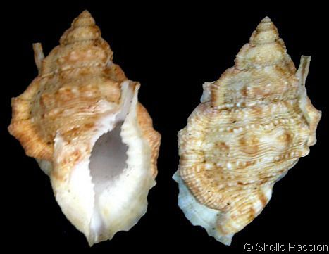 Ilustračná snímka