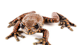 Za vyhynutie mnohých druhov obojživelníkov môže pleseň