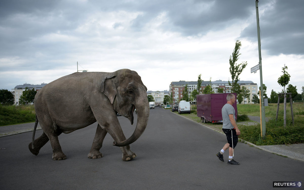 slon, prechádzka