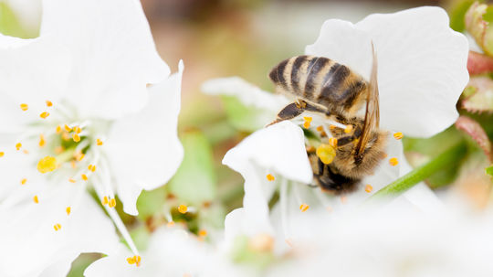 Tam, kde bzučia včely, sa dobre hospodári