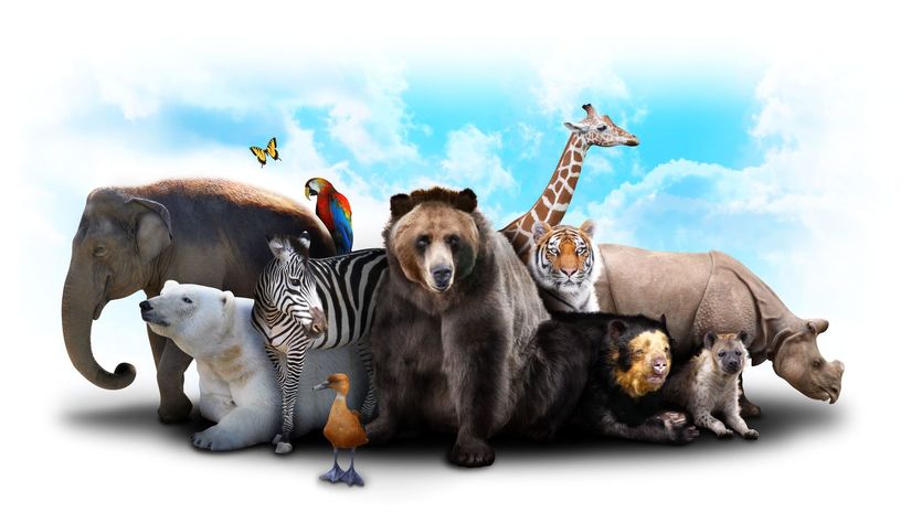zoo, zvieratá, medveď, žirafa, slon, tiger,...