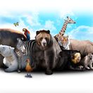 zoo, zvieratá, medveď, žirafa, slon, tiger, nosorožec, papagáj, motýľ, kačka, zebra