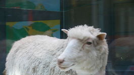 Ovečka Dolly otvorila éru klonovania zvierat