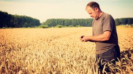 Obilie plní sýpky viac ako pokladnice