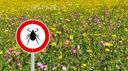 Japonku uhryzla mačka infikovaná kliešťom, žena zomrela