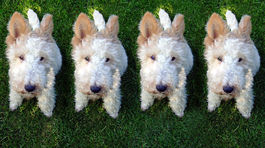 Kórejská firma sľubuje klonovanie domácich maznáčikov