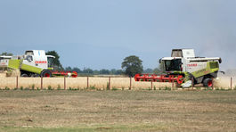 Slovensko ponúkne na vývoz 1,5 milióna ton obilnín 