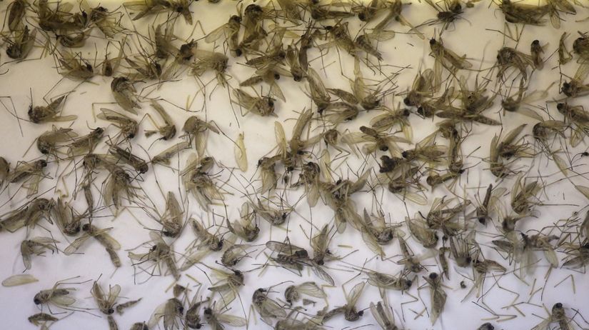 zika, komáre