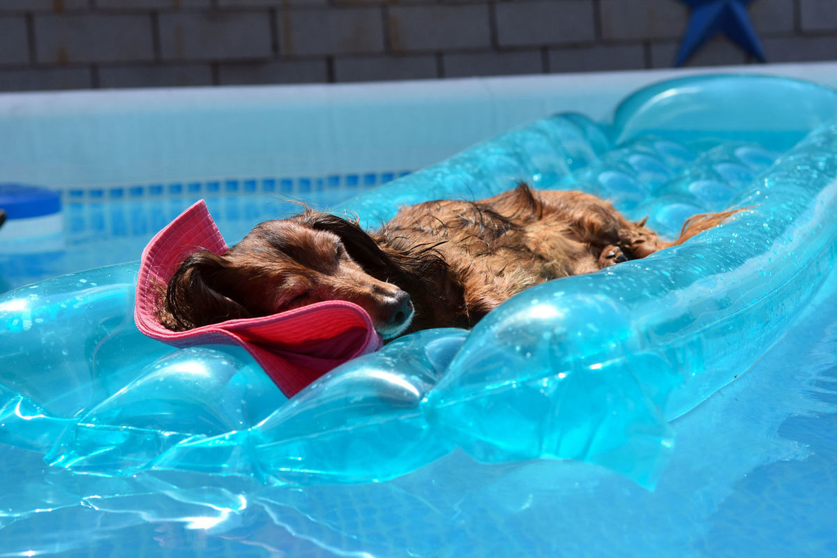 Pes, bazén, relax, voda, nafukovačka