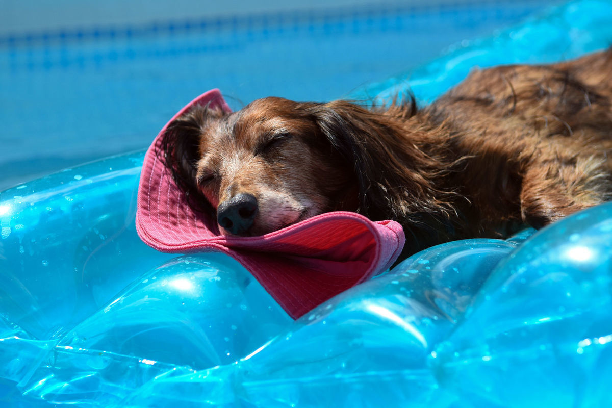 Pes, bazén, relax, voda, nafukovačka