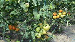 Pestovaním kedysi zarobili na auto i dom