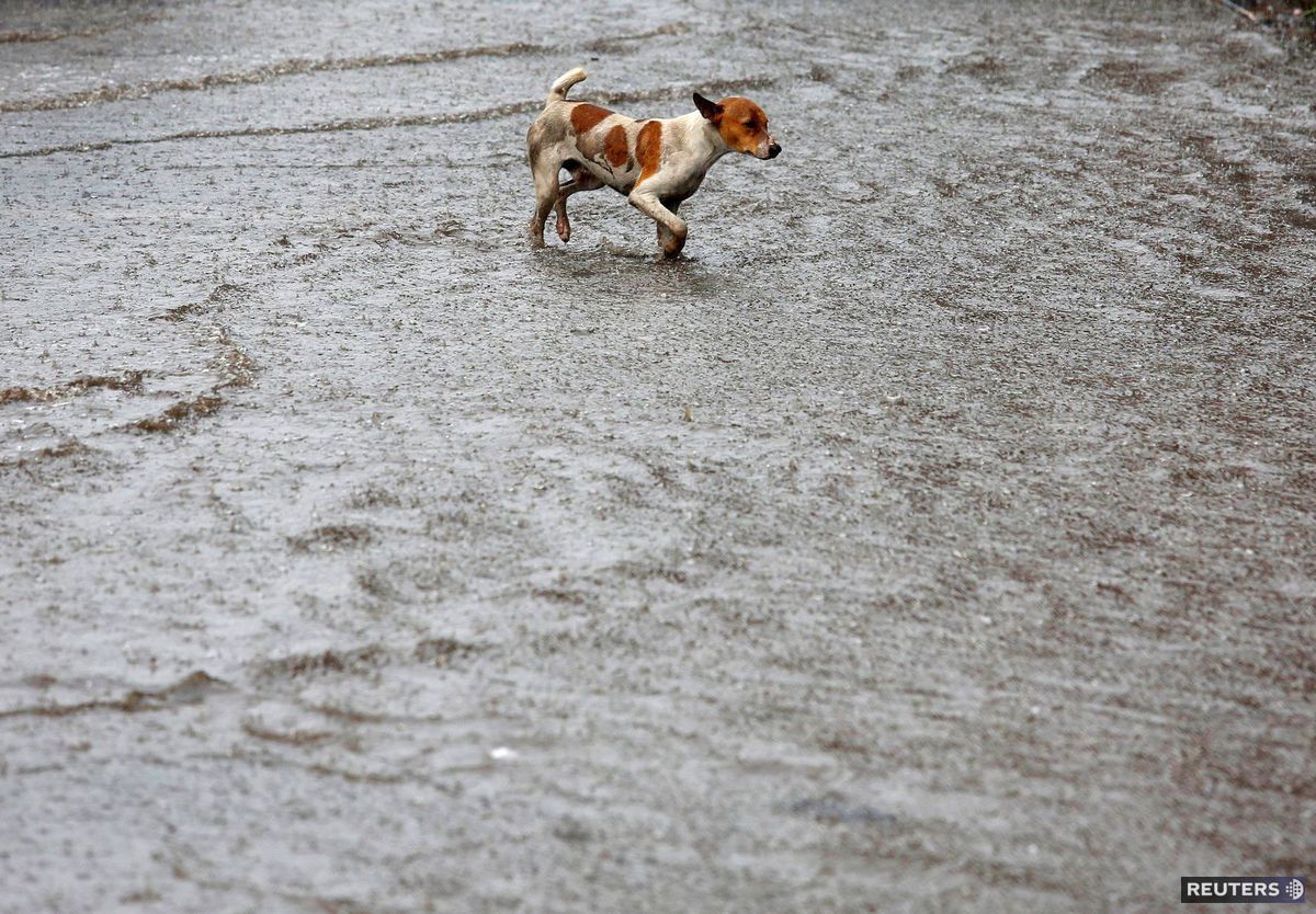 pes, dážď, India, počasie
