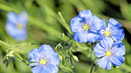 V Skanzene Vychylovka predstavia spracovanie ľanu