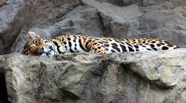 Dovolenkujúcich manželov vydesil leopard, vlúpal sa im priamo do izby