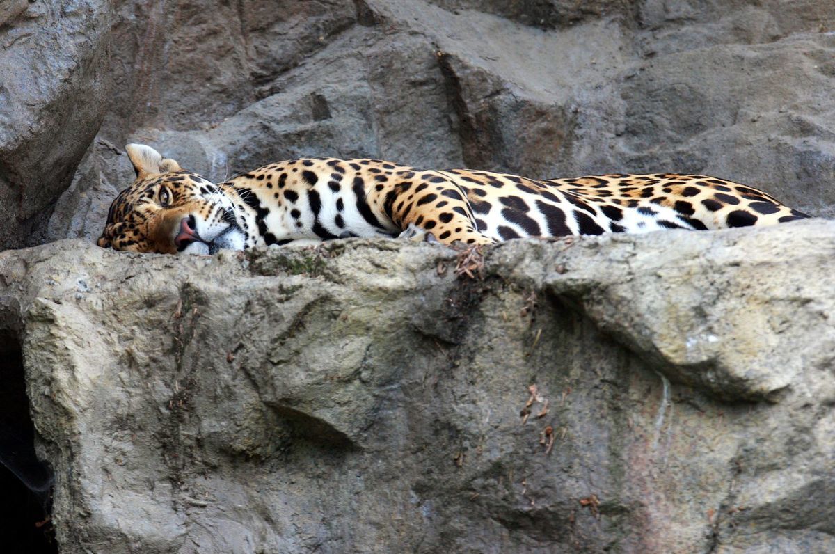 ZOO, ohrozen druh, leopard