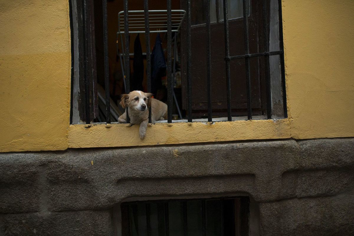 pes, okno, zviera