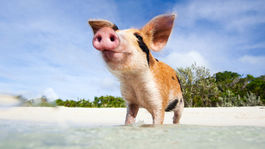 Omrzeli vás klasické dovolenky pri mori? Skúste kúpanie s prasatami či delfínmi