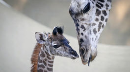 Žirafa je na zozname ohrozených zvierat