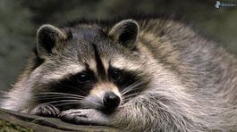 Medvedík čistotný sa nasťahoval do zoo. Vyhovuje mu ‘plná penzia‘