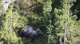 Medvede vo Vysokých Tatrách priťahujú odpadkové bufety