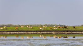 Nalejme si do pohára čistého mlieka