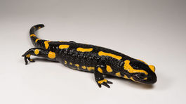 Salamandra škvrnitá