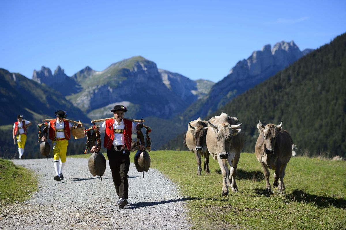 Švajčiarsko, kravy, Alpy,