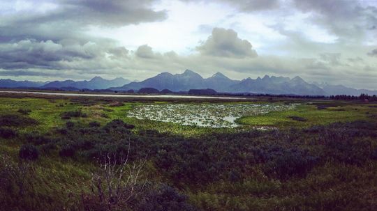 Delta Copper River je bohatá na život. V...