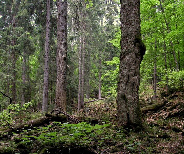 V Boubínskom pralese v Národnom parku Šumava v...