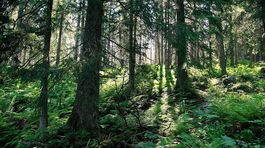 Lykožrút prirodzene formuje prírodu, hovorí ochranár a lesník Marián Jasík 