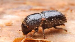 Lykožrút už 'rúbe' lesy aj vo Francúzsku