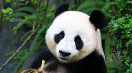 Čína vysťahuje 200-tisíc ľudí, aby uvoľnila priestor pre pandy