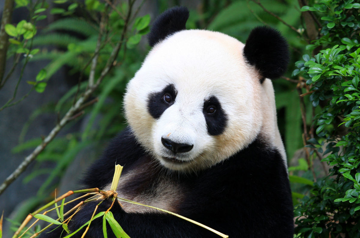 Panda veľká (Ailuropoda melanoleuca).