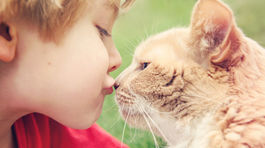 Konečne dokázané: Je múdrejší pes či mačka? 