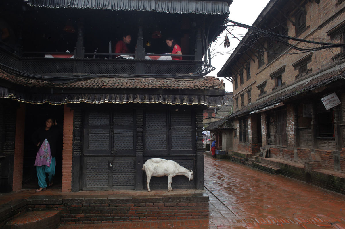 koza, Nepál, dážď, mesto, prší, počasie