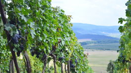 Pukanec je sladký cibuľou a kyselkavý morušami