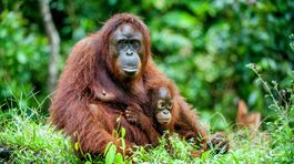 orangutan, Borneo