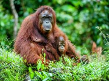 orangutan, Borneo