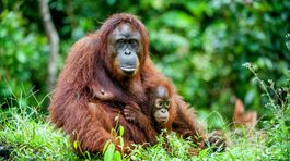 Orangutany v bazilejskej zoo skrížili plány chovateľov