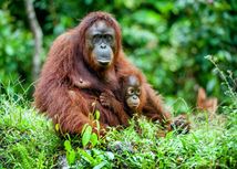 orangután, samica, mláda
