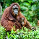 orangután, samica, mláda