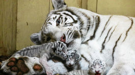 Žeriav nebol jediný. Zvieratá zabili aj v iných slovenských zoo