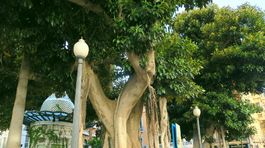 Alicante, Španielsko, mesto, fikus, stom