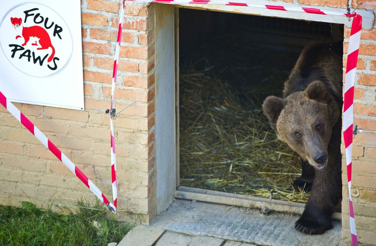 medveď, Albánsko, uväznený