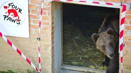 Daj si pivo, medveď, a zapózuj na fotku! Život pod psa v albánskych reštauráciách