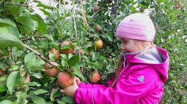 Kritickú noc majú ovocinári za sebou